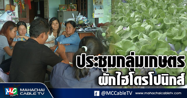 vk ผัก 1