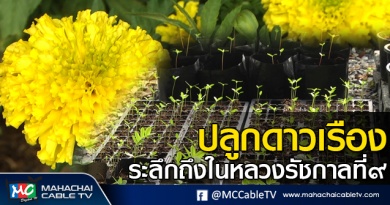 tp-ดาวเรือง1