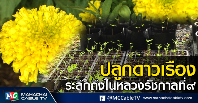 tp-ดาวเรือง1