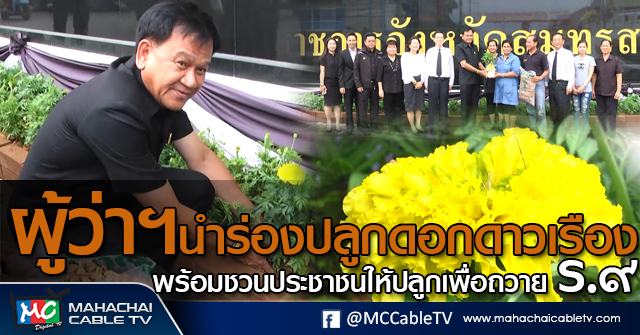 tp-ผู้ว่าปลูกดาวเรือง1