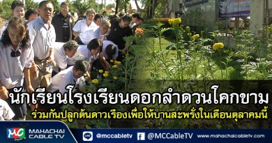 fm - ดอกดาวเรือง1