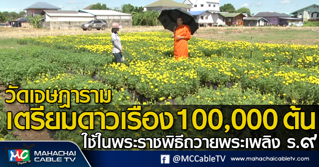 tp-ดาวเรือง1