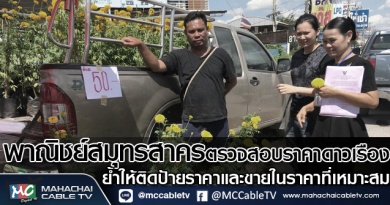 tp-ราคาดาวเรือง11