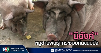 พี่เมธ - มีตังค์ 1