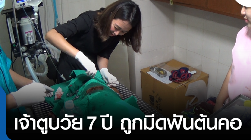 s-หมาโดนฟันคอ-01