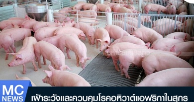 หมู1