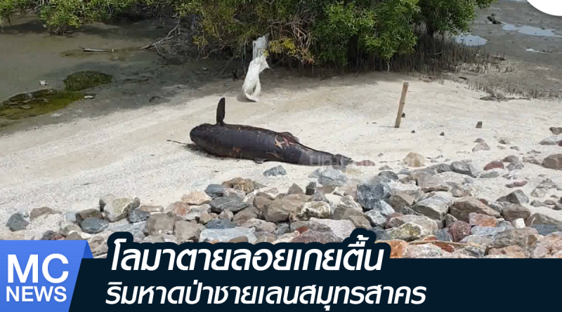 s - โลมาตาย-01