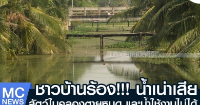 tp-น้ำเน่า1