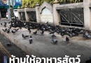 “ห้ามให้อาหารสัตว์และนกพิราบในที่สาธารณะ”