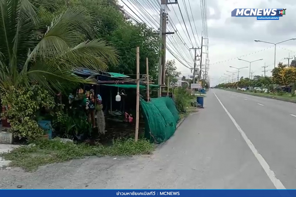 ขโมยมะพร้าว 4