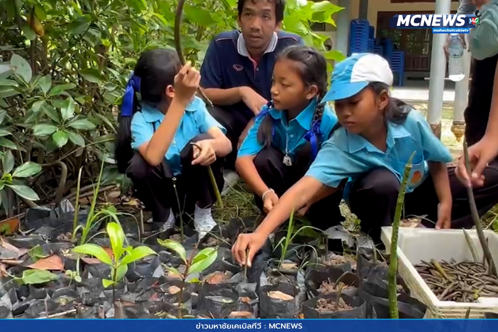 อนุรักษ์ปลูกป่าชายเลน 4